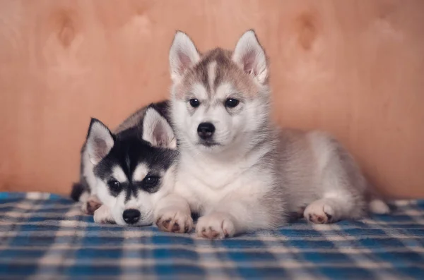 Due Cuccioli Husky Posa — Foto Stock