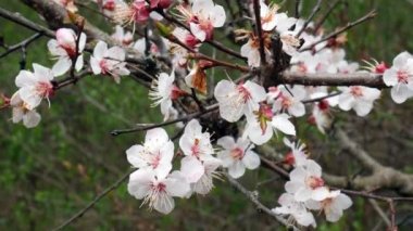 Elma ağacının çiçekleri. Erken Bahar, çiçekli ağaçlar.