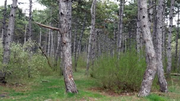 Lesie Obwodu Videography — Wideo stockowe