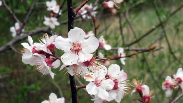 Bloemen Appelboom Vroege Voorjaar Bloei Van Bomen — Stockvideo