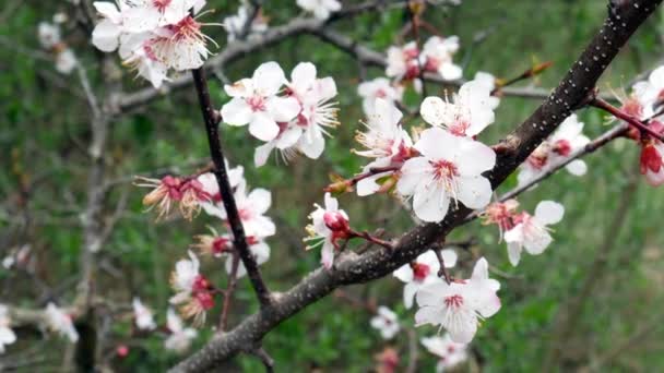 Bloemen Appelboom Vroege Voorjaar Bloei Van Bomen — Stockvideo