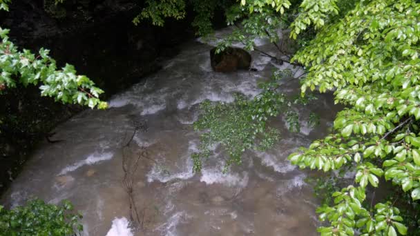 Ruisseau Montagne Rapide Dans Forêt Flux Printanier — Video