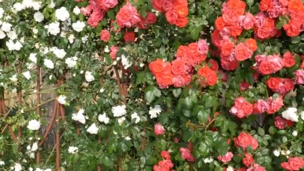 风摇动盛开的玫瑰 — 图库视频影像