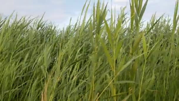 Vento Balança Juncos Lago — Vídeo de Stock