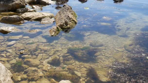 Pequeño Pez Flota Mar Frente Costa — Vídeos de Stock