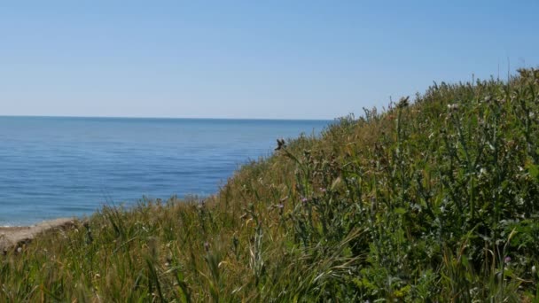 Зеленая Поляна Пляже Отличная Погода Спокойствие — стоковое видео