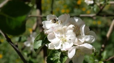 Elma ağacının çiçekleri. Bahar.