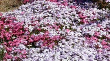 Takas çok renk vardır.