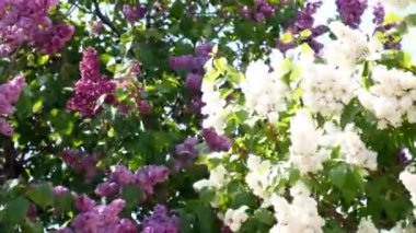 Lila bush Rüzgar sallıyor.