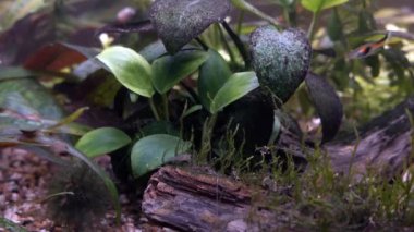 Akvaryum balık ve bitki. Akvaryum hayat.