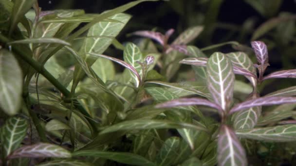 Vie Aquarium Plantes Vivantes Poissons Dans Aquarium — Video