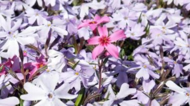 Takas çok renk vardır.