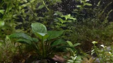 İçinde belgili tanımlık akvaryum su dolaşımı.