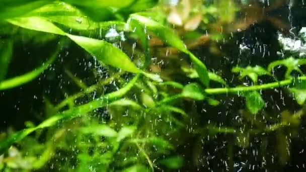Циркуляция Воды Аквариуме — стоковое видео