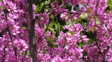 Leylak çalılar. Parlak bahar çiçekleri.