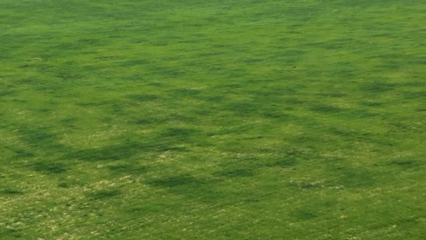 Campo Verde Espaçoso Vista Cima — Vídeo de Stock