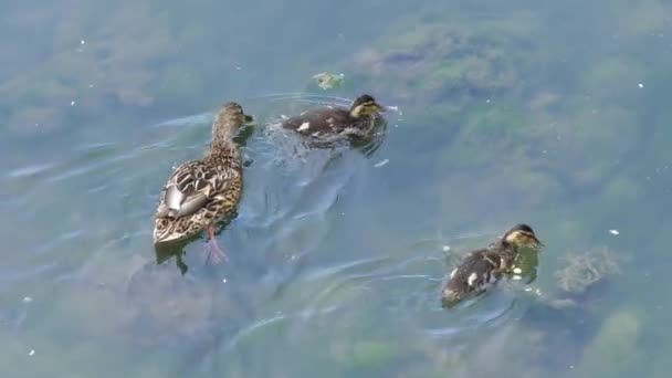 Ente Und Entchen Schwimmen Auf Dem See — Stockvideo