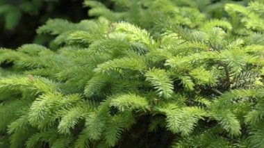 Genç yeşil çam dalları.