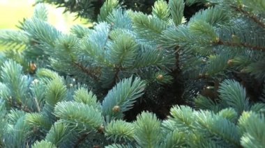 Mavi ladin dalları.