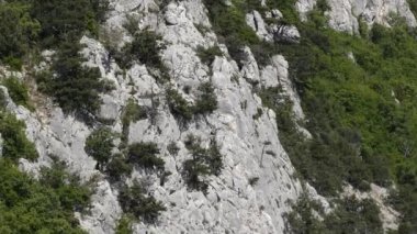 Büyük kayalar, yeşil çalılar ile büyümüş.