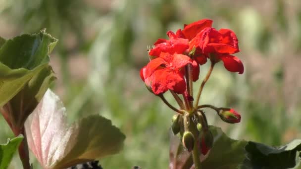 Flores Vermelhas Crescem Clareira — Vídeo de Stock
