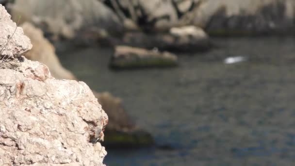 Mar Está Rodeado Rocas Paisaje Marino — Vídeos de Stock