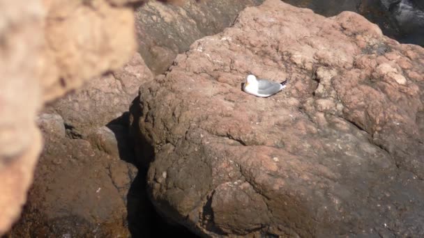 Möwe Auf Einem Felsen Felsige Meeresküste — Stockvideo