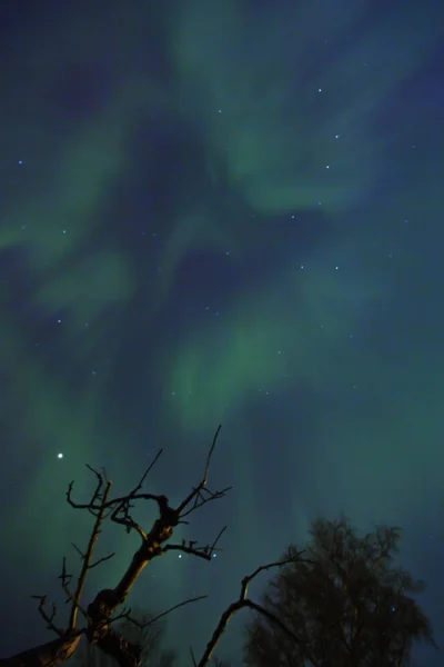 Uitzicht Boomtakken Aurora Borealis Verlicht Hemel — Stockfoto
