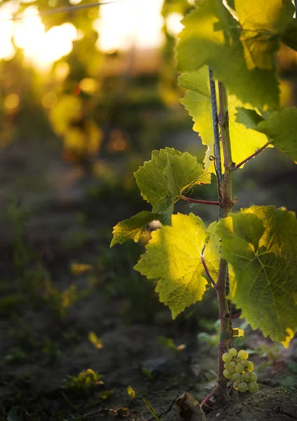 Widok Przodu Winogron Winnicy Zachodzie Słońca — Zdjęcie stockowe