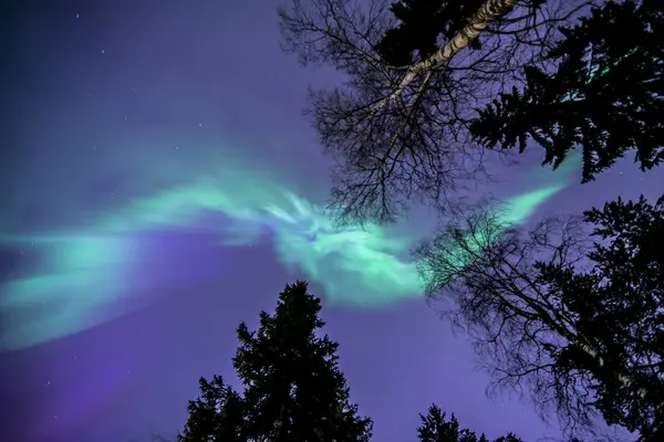 Vista Galhos Árvores Céu Iluminado Aurora Boreal — Fotografia de Stock