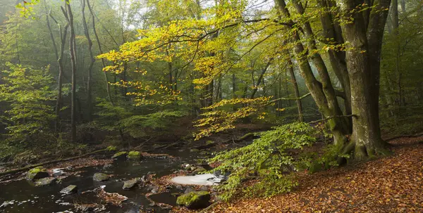 Zöld Erdei Fák Folyó Soderasen Nemzeti Park — Stock Fotó