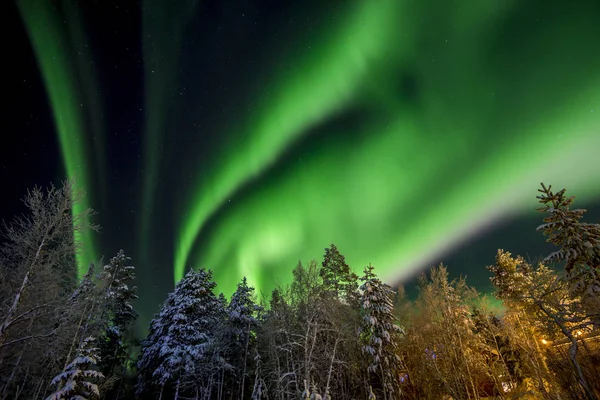 Vista Alberi Aurora Boreale Cielo Illuminato — Foto Stock