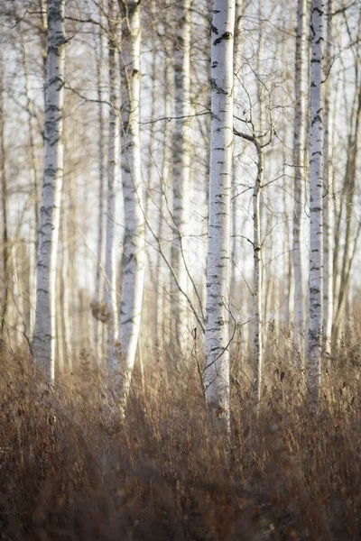 秋の森の白樺の木の幹 — ストック写真