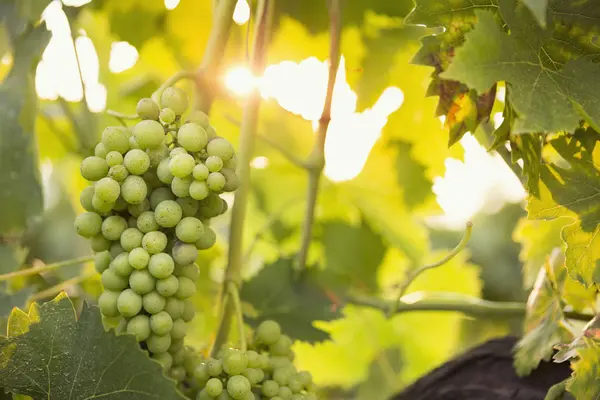 Close Bunch Green Grapes Vineyard — Stock Photo, Image