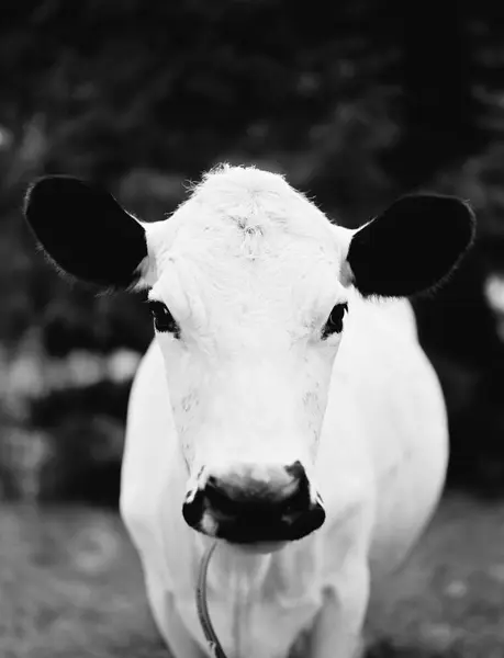 Front View White Cow Head — Stock Photo, Image