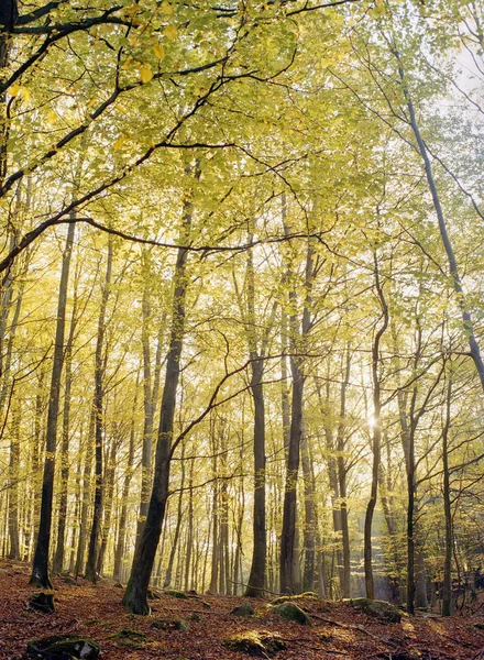 Vista Frontal Floresta Faia Outono — Fotografia de Stock