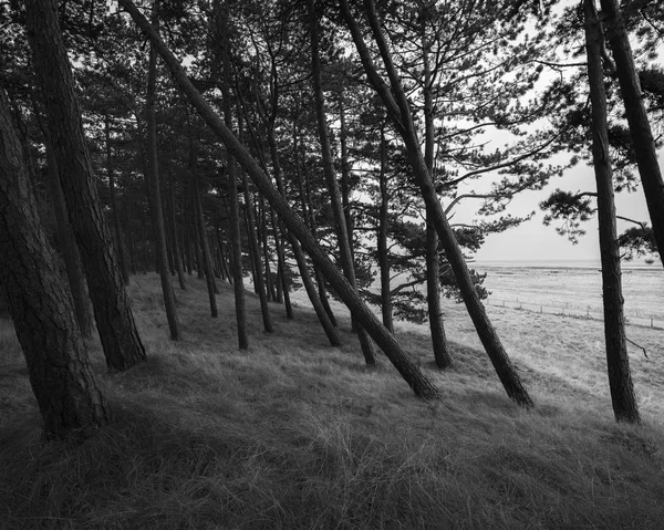 北ヨーロッパ 黒と白で林の樹木 — ストック写真