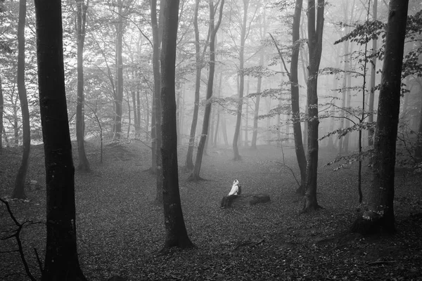 Forêt Automne Dans Brouillard Foyer Sélectif — Photo