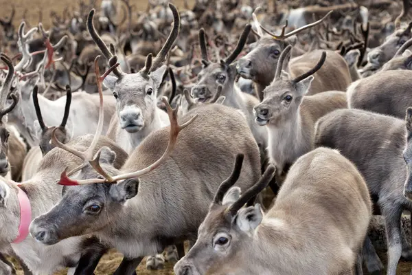 Herd Reindeer Autumn Focus Foreground — Stock Photo, Image
