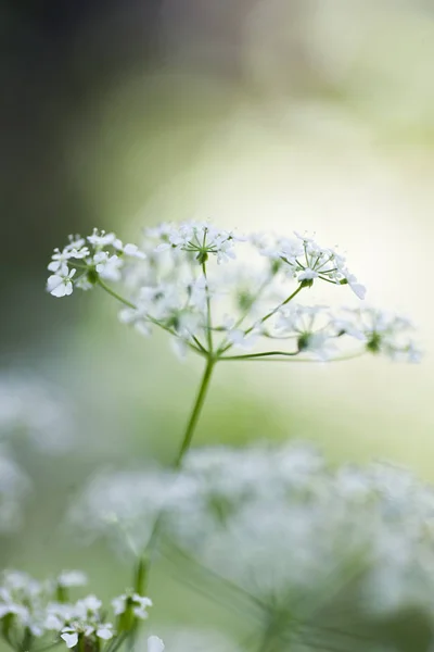 Close up shot of blooming plant — Stock Photo