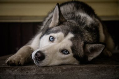 Husky özveri mavi gözlü köpek