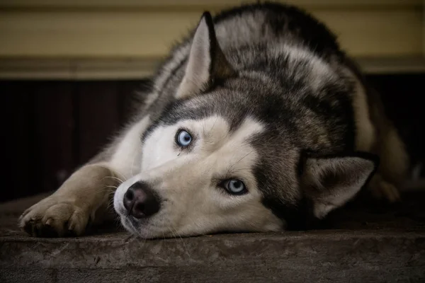 Devoção Husky Cão Olhos Azuis — Fotografia de Stock