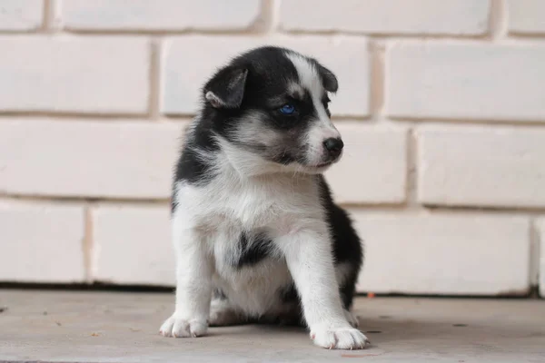 Husky American Dog Breed Puppy — Stock Photo, Image