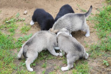 Yemek beş husky yavruları