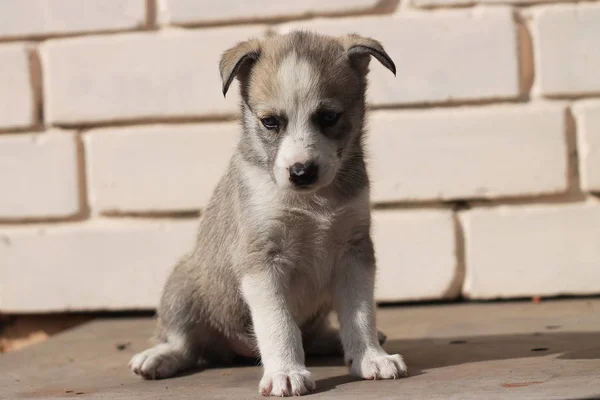 Husky. American dog breed. Puppy