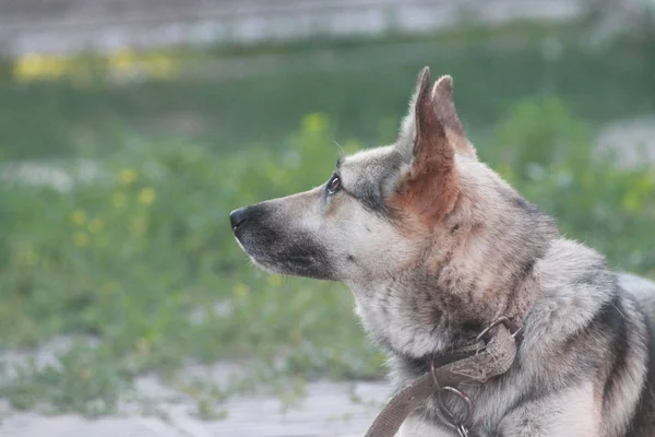 Cão Leal Leal Amigo Canino — Fotografia de Stock