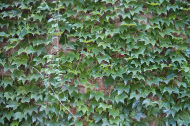 Yabani üzüm duvar çiçek süs