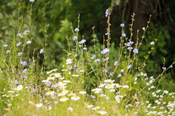 Chamomile Flowers Field — Stock Photo, Image