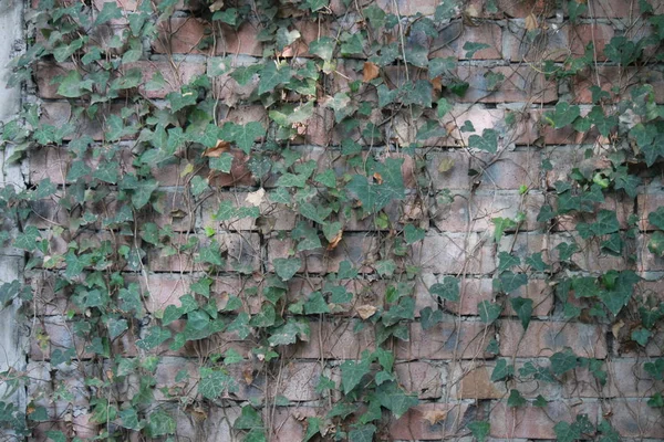 Дика Виноградна Стіна Квіткового Орнаменту — стокове фото
