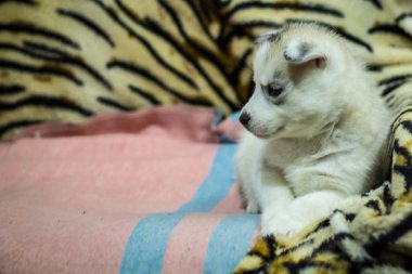 Köpek doğurmak husky. Amerikan doğurmak-in köpek